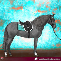 Horse Color:Black Appaloosa