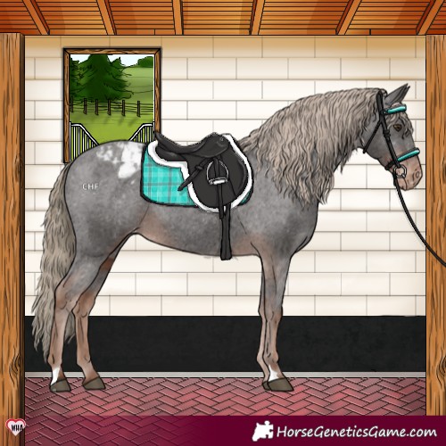 Horse Color:Liver Chestnut Varnish Rabicano