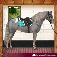 Horse Color:Liver Chestnut Varnish Rabicano 