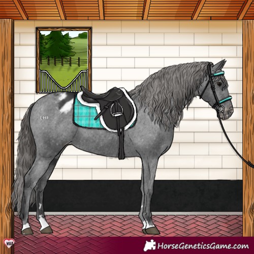 Horse Color:Black Appaloosa 