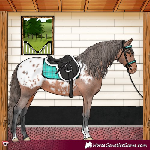 Horse Color:Bay Blanket 