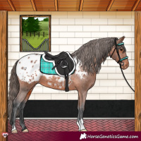 Horse Color:Bay Blanket 