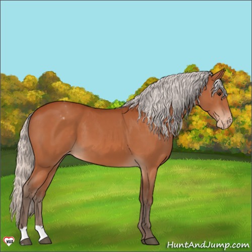 Horse Color:Silver Brown Appaloosa 