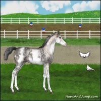 Horse Color:White Spotted Bay Dun Rabicano  and White Spotted Grullo Rabicano 