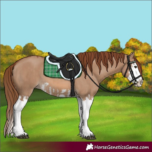 Horse Color:Red Dun Splash  and Red Dun Splash Rabicano 