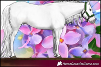 Horse Color:Gray Buckskin