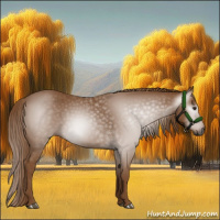 Horse Color:Gray Chestnut 