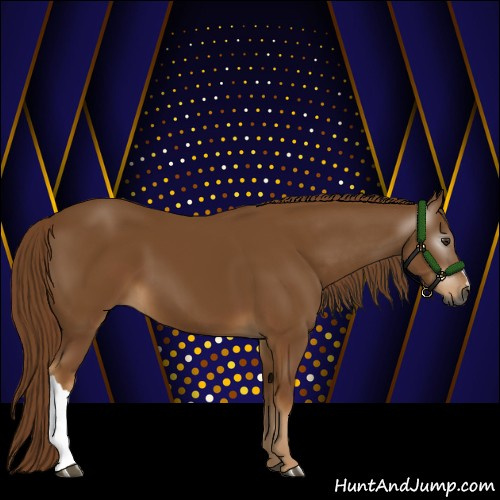 Horse Color:Gray Chestnut 