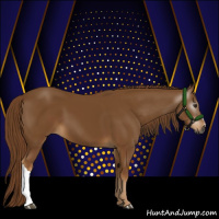 Horse Color:Gray Chestnut 