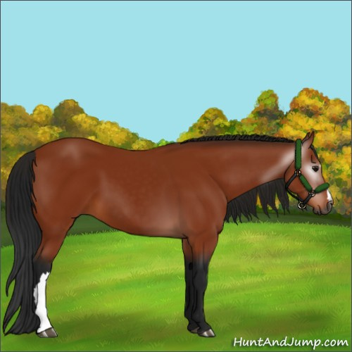 Horse Color:Gray Bay 