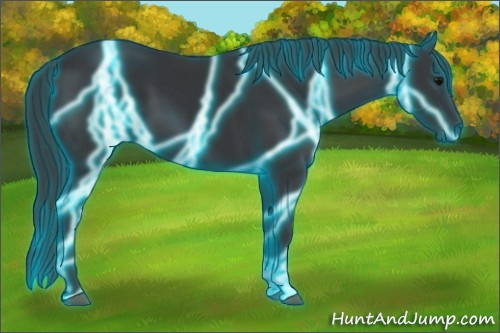 Horse Color:Thunderstruck Black 