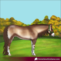 Horse Color:Red Onyx 