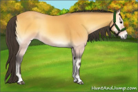 Horse Color:Buckskin Onyx