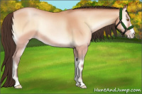 Horse Color:Amber Champagne Onyx