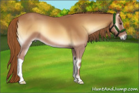 Horse Color:Red Onyx 