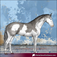 Horse Color:Platinum Grullo Splash Rabicano 