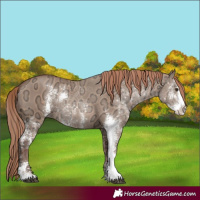 Horse Color:Red Dun Ice Sabino Rabicano