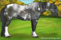 Horse Color:White Spotted Black Tobiano 