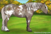 Horse Color:White Spotted Silver Black 