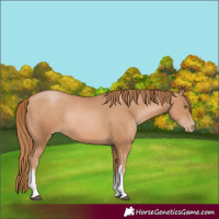 Horse Color:White Spotted Chestnut Pearl Rabicano 