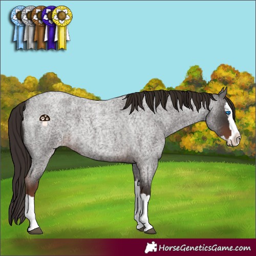 Horse Color:Liver Red Roan Splash 