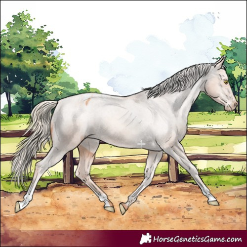 Horse Color:Gold Champagne Appaloosa 