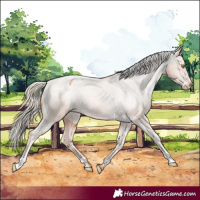 Horse Color:Gold Champagne Appaloosa 