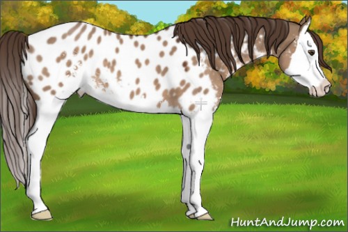 Horse Color:Liver Red Dun Sabino Splash Appaloosa 