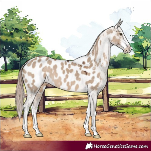 Horse Color:White Spotted Liver Red Dun Near Leopard