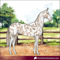 Horse Color:White Spotted Liver Red Dun Appaloosa 