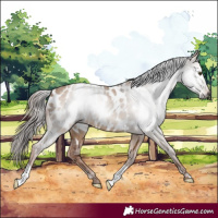 Horse Color:Gray Red Dun Near Leopard 