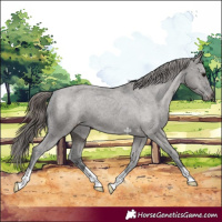 Horse Color:Grullo Varnish 