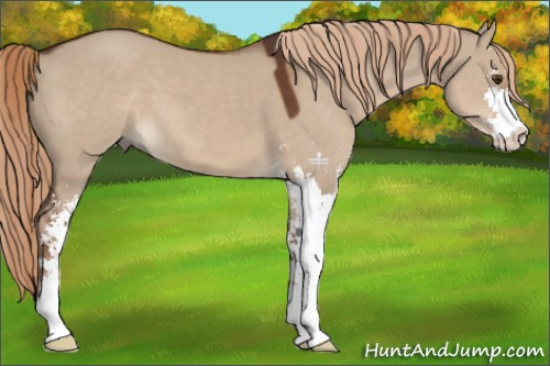 Horse Color:Liver Red Dun Sabino 