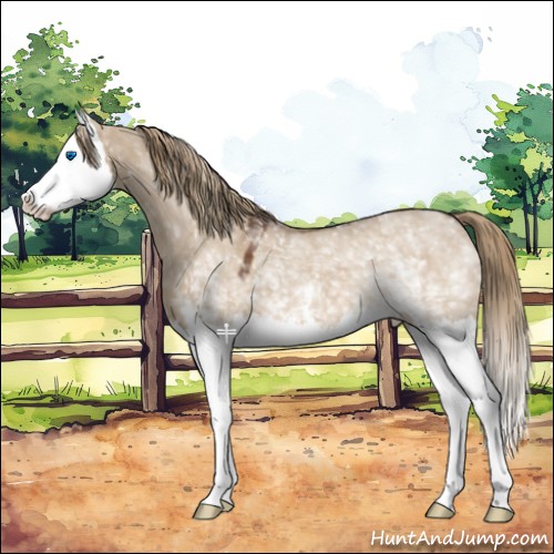 Horse Color:White Spotted Liver Red Dun Splash 