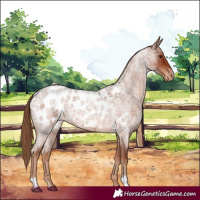 Horse Color:Red Roan Near Leopard 