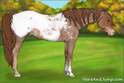Horse Color:Red Roan Appaloosa 