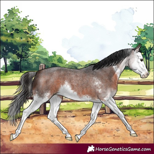 Horse Color:Bay Roan Sabino Splash