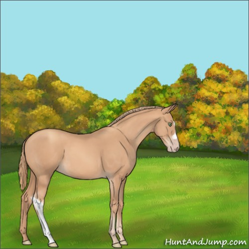 Horse Color:Gold Champagne 