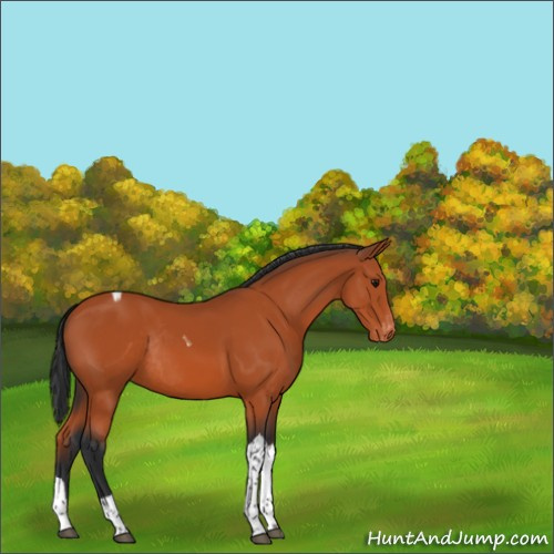 Horse Color:Bay Tobiano Appaloosa Rabicano 