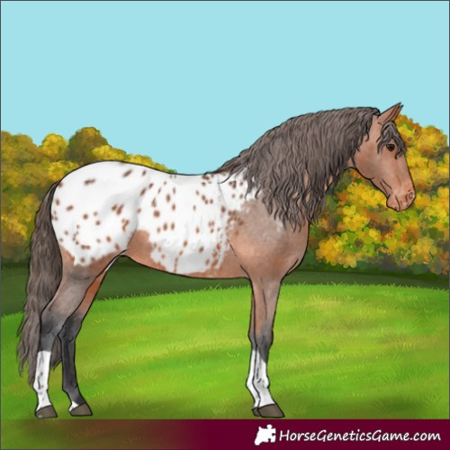 Horse Color:Bay Tobiano Blanket Rabicano 