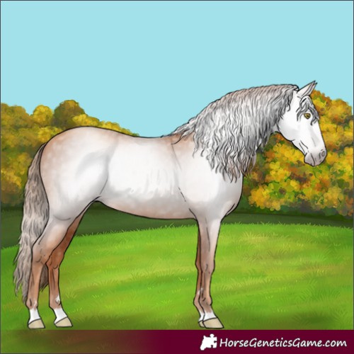 Horse Color:Gray Gold Champagne 