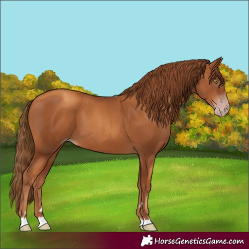 Horse Color:Gray Gold Champagne 