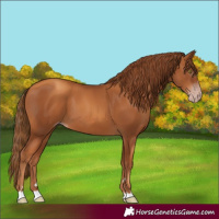 Horse Color:Gray Gold Champagne 