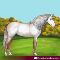 Horse Color:Gray Gold Champagne 