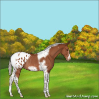 Horse Color:Silver Brown Tobiano Frame Appaloosa Rabicano 