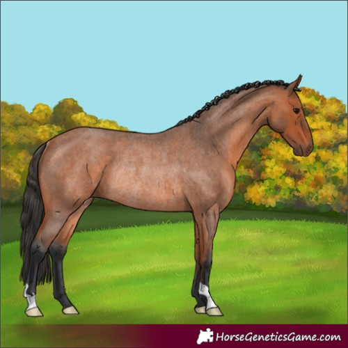 Horse Color:Bay Roan Rabicano 