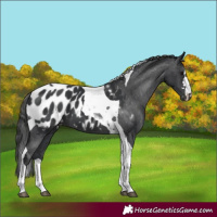 Horse Color:Black Tobiano Appaloosa 