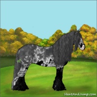 Horse Color:Black Sabino 
