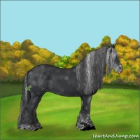 Horse Color:Black Sabino 