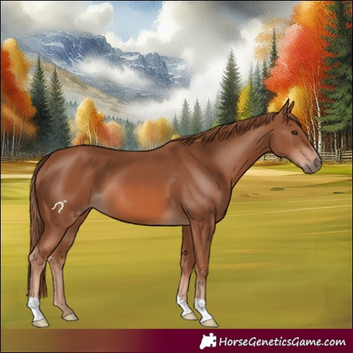 Horse Color:Chestnut 